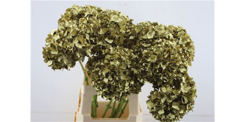 Hydrangea M Paint Gold 65-20 65 cm A1