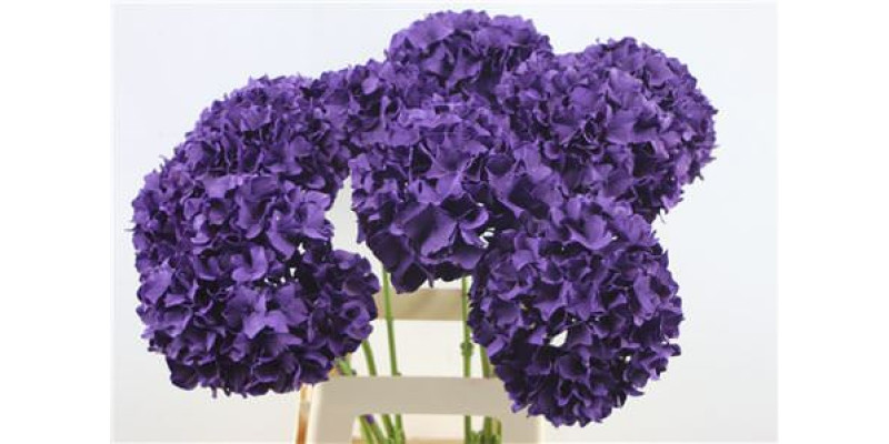 Hydrangea M Paint Purple 65-20 65 cm A1