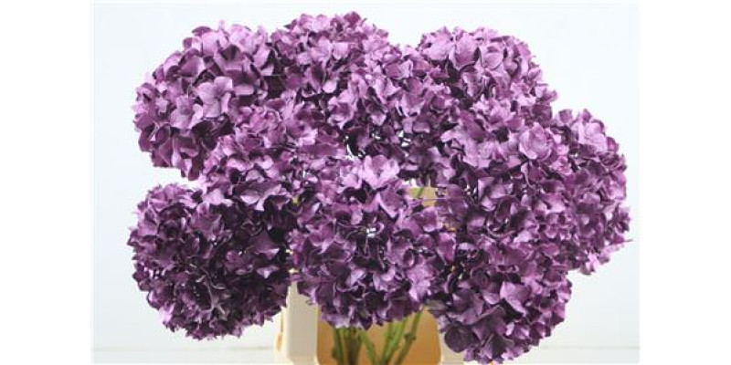 Hydrangea M Paint Pink Metallic 65-20 65 cm A1
