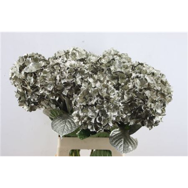 Hydrangea M Paint Platinum 65-20 65 cm A1