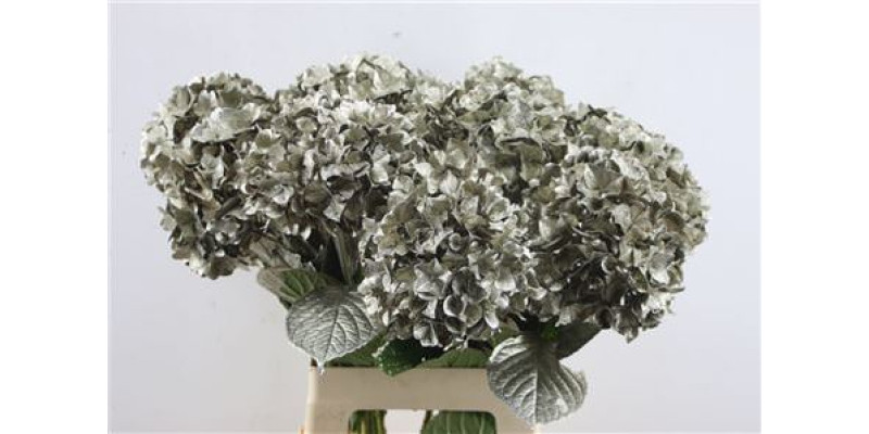 Hydrangea M Paint Platinum 65-20 65 cm A1