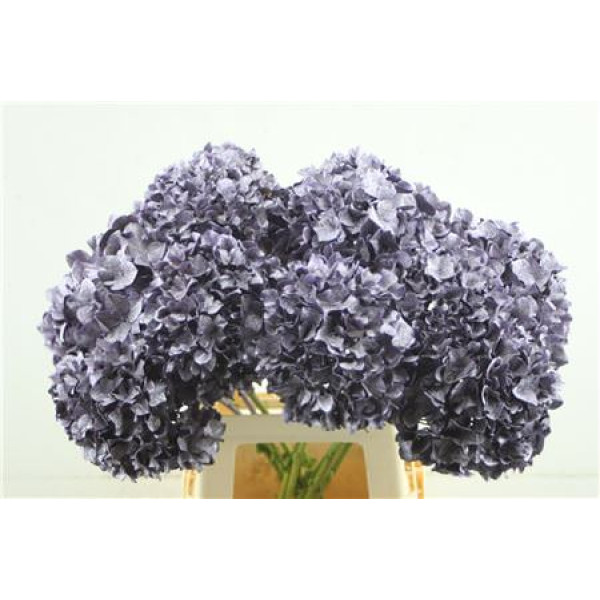 Hydrangea M Paint Purple Metallic 65-20 65 cm A1