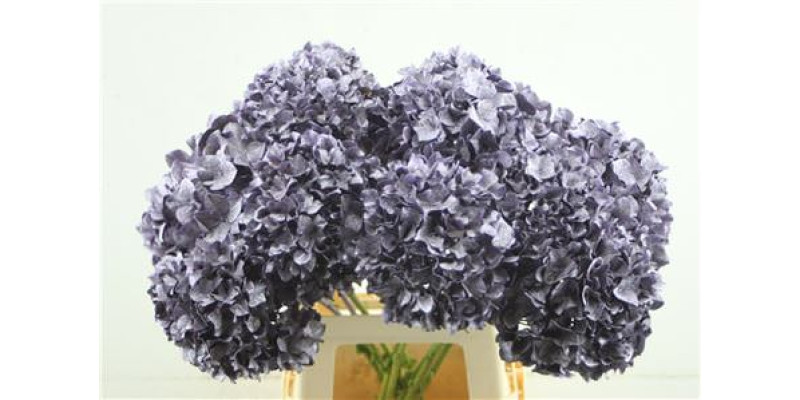 Hydrangea M Paint Purple Metallic 65-20 65 cm A1