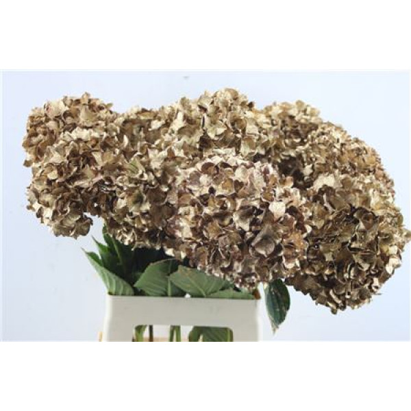 Hydrangea M Paint Antica 65-20 65 cm A1