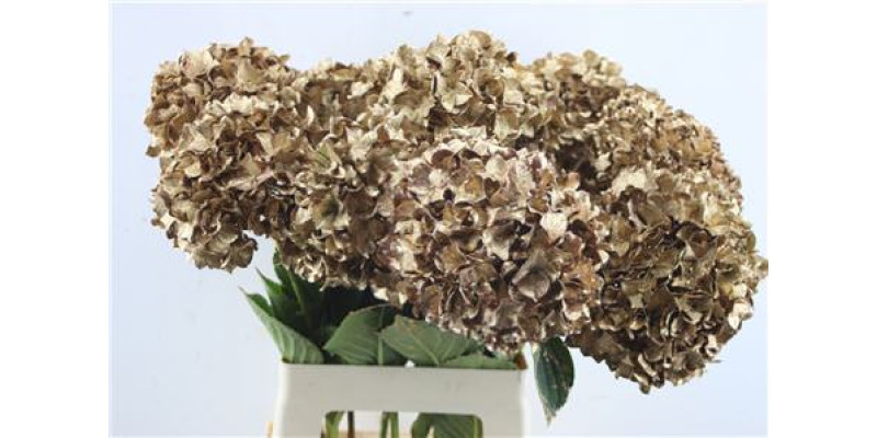 Hydrangea M Paint Antica 65-20 65 cm A1