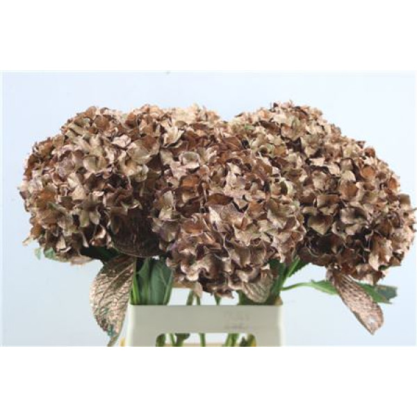 Hydrangea M Paint Copper 65-20 65 cm A1