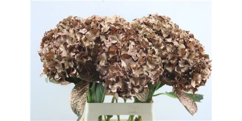 Hydrangea M Paint Copper 65-20 65 cm A1