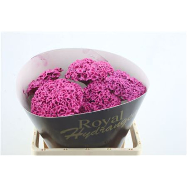 Hydrangea M Wax Cerise 60-15 60 cm A1