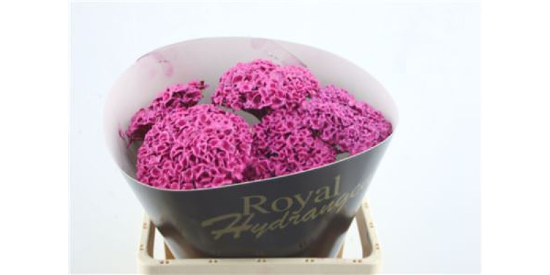 Hydrangea M Wax Cerise 60-15 60 cm A1