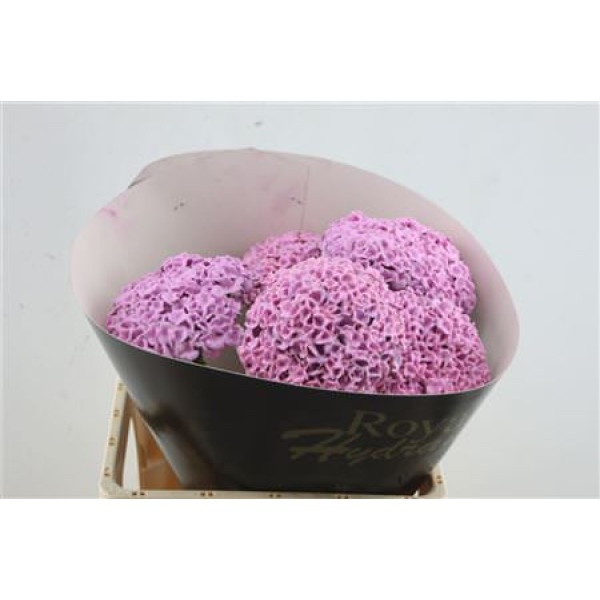 Hydrangea M Wax Pink 60-15 60 cm A1