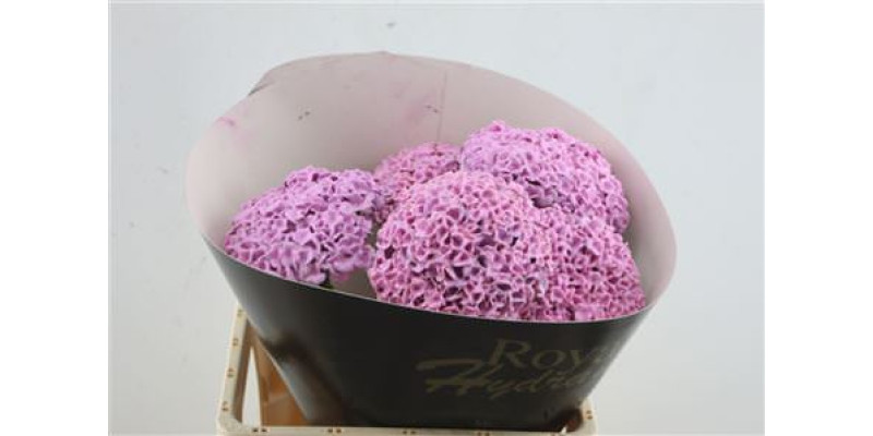 Hydrangea M Wax Pink 60-15 60 cm A1