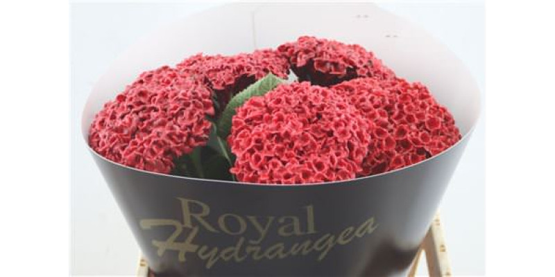 Hydrangea M Wax Red Ferrari 60-15 60 cm A1