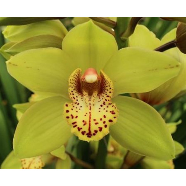 Orchid Cymb T Bonny  80cm A1