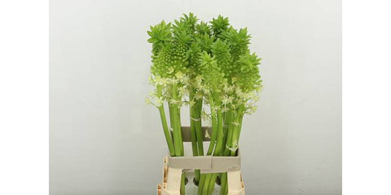 Eucomis White 75 cm A1