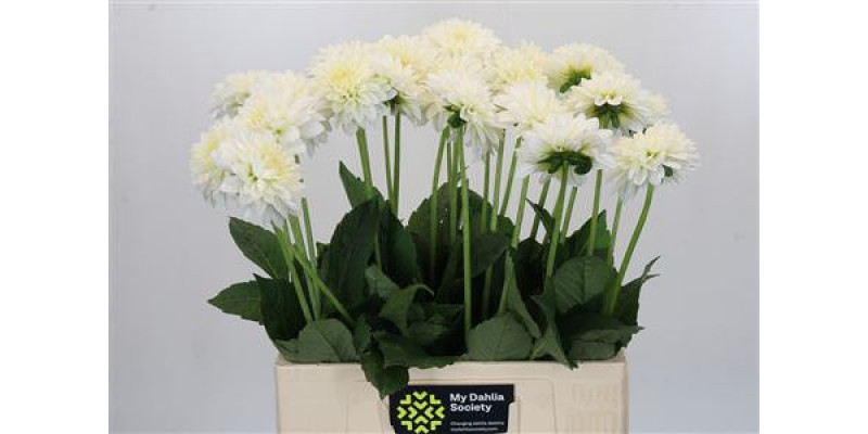 Dahlia Snow Cap 65 cm A1