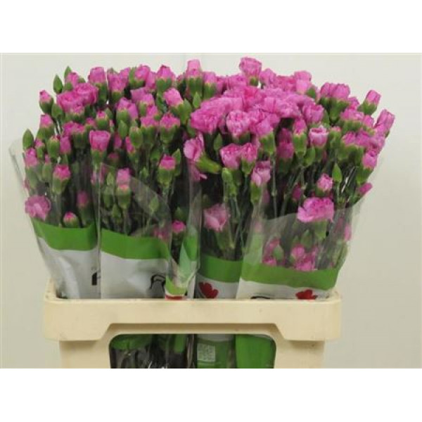 Dianthus Tr Lilac Melissa Lilac 65cm A1 Col-Lavender