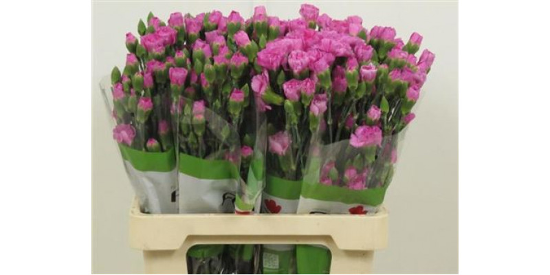 Dianthus Tr Lilac Melissa Lilac 65cm A1 Col-Lavender