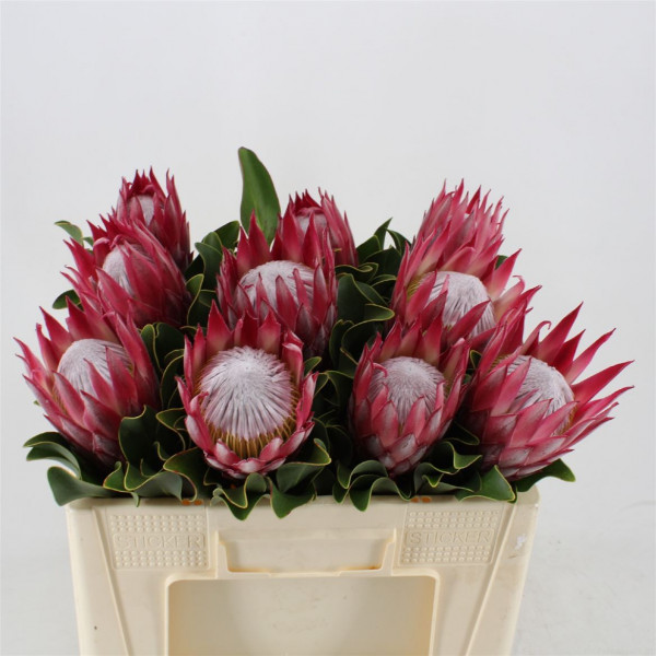 Protea Madiba 50cm  Col-Red