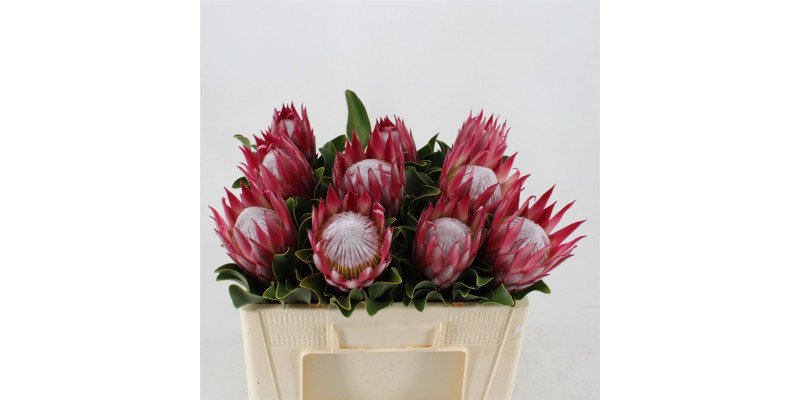 Protea Madiba 50cm  Col-Red