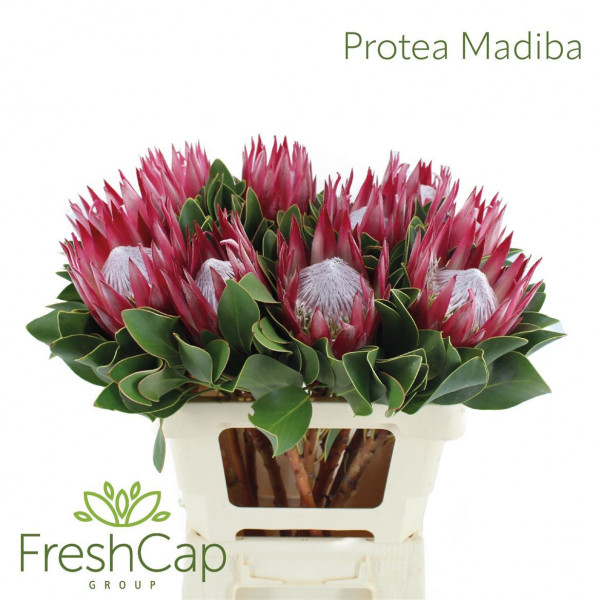 Protea Madiba 60cm  Col-Red