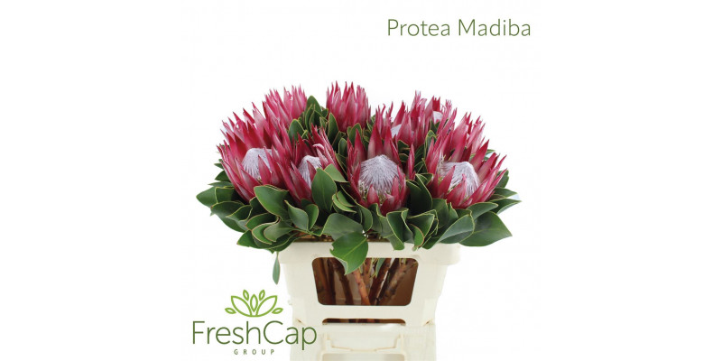 Protea Madiba 60cm  Col-Red