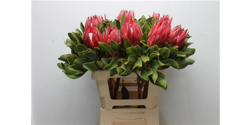 Protea Cynaroides Madiba 60cm A1