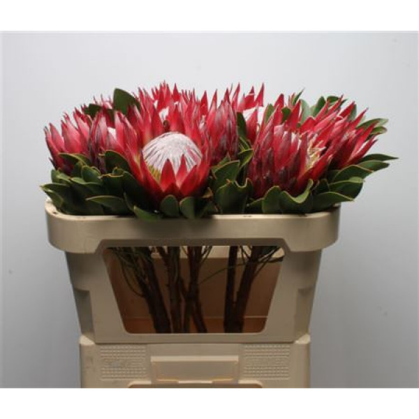 Protea Cynaroides Madiba 70cm A1