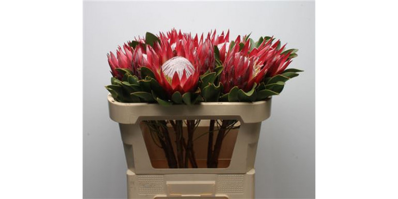 Protea Cynaroides Madiba 70cm A1