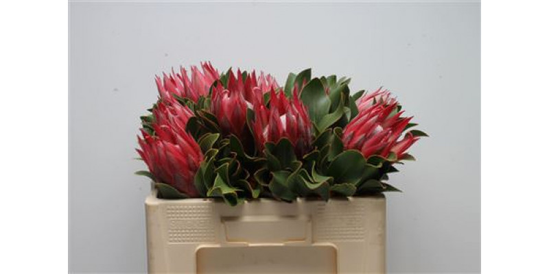 Protea Cynaroides Madiba 50cm A1