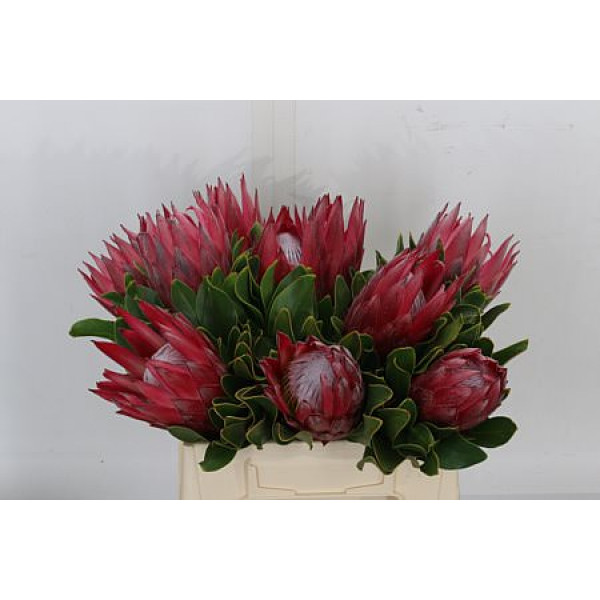 Protea Cy Madiba 40cm A1