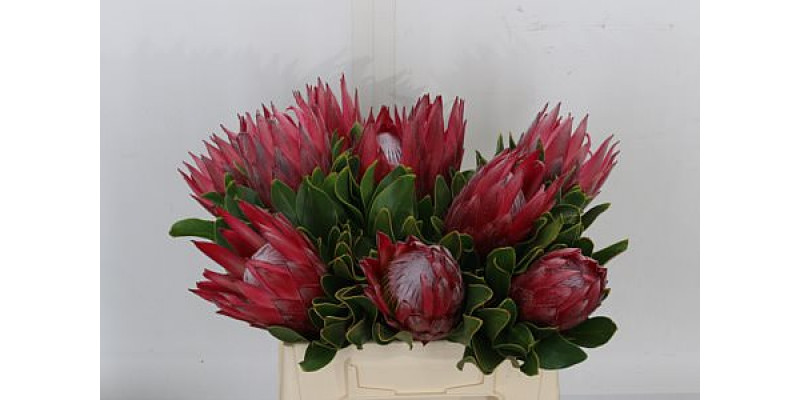 Protea Cy Madiba 40cm A1