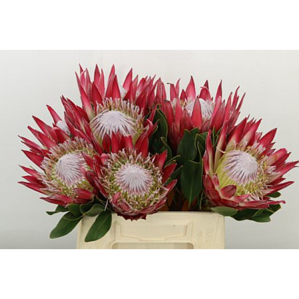 Protea Cy Madiba 40cm A1