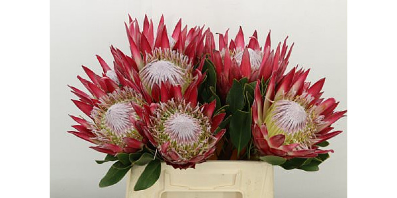 Protea Cy Madiba 40cm A1