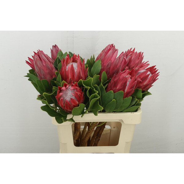 Protea Cy Madiba 60 cm A1