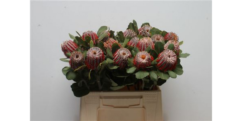 Banksia Coccinea 40cm A1