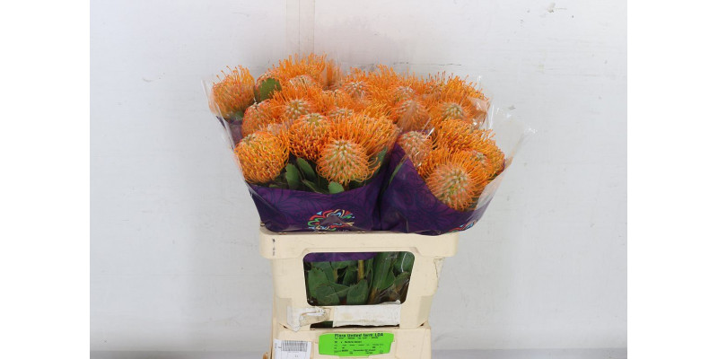 Leucospermum Soleil 60cm  Col-Orange