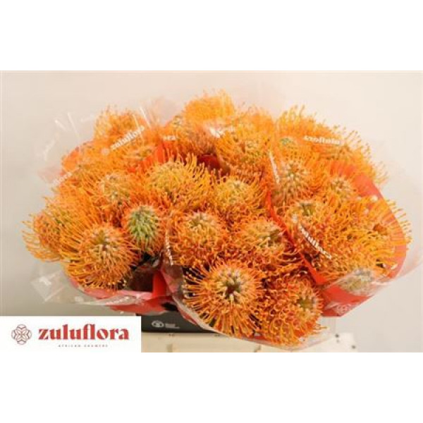 Leucospermum Soleil 50cm  Col-Orange