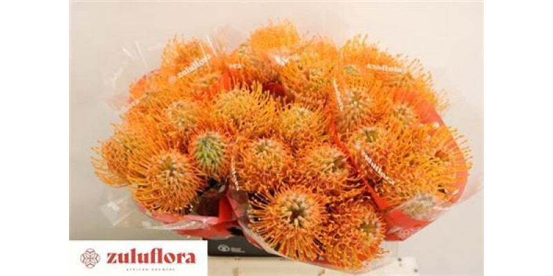 Leucospermum Soleil 50cm  Col-Orange