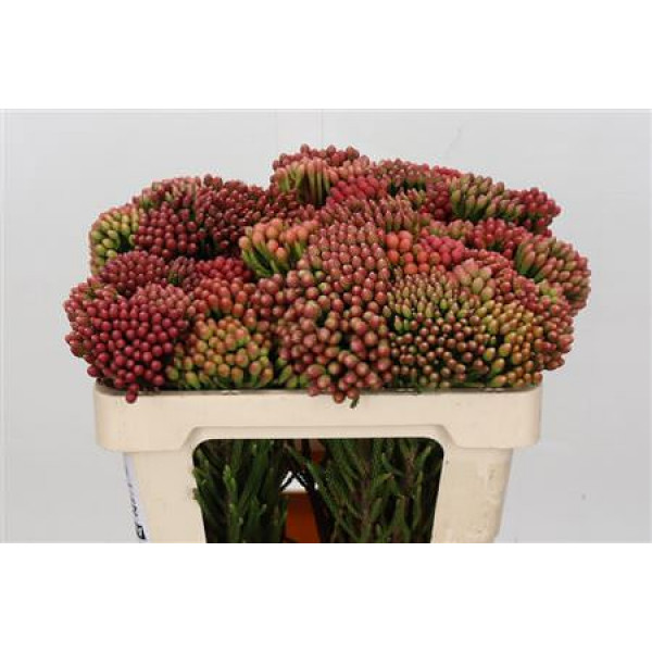 Kaaps Groen Red Brunia 50cm A1