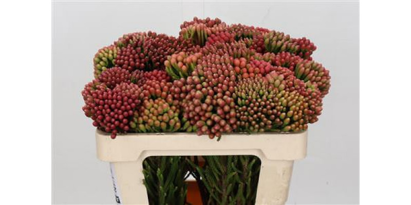 Kaaps Groen Red Brunia 50cm A1