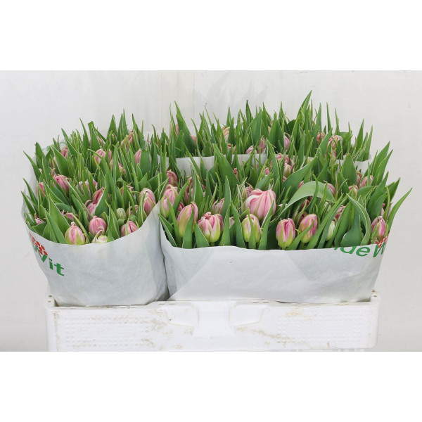 Tulips Du Flash Point 37cm A1 Col-Pink