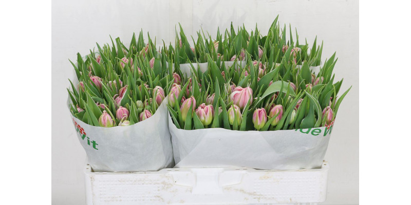 Tulips Du Flash Point 37cm A1 Col-Pink
