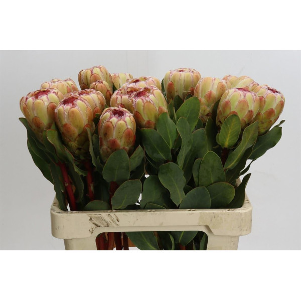 Protea Grandicolor 60 cm A1