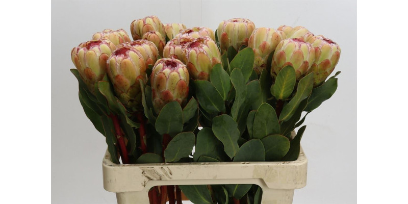 Protea Grandicolor 60 cm A1
