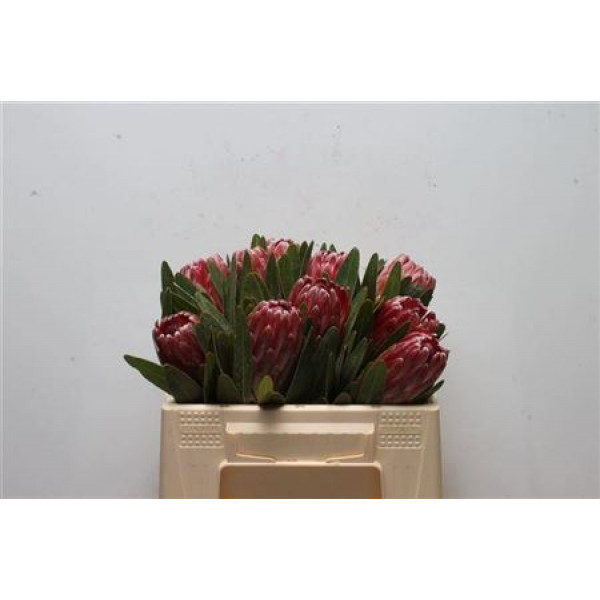 Protea Lancelot 50cm A1 Col-Red