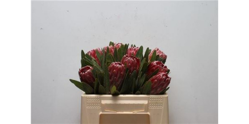 Protea Lancelot 50cm A1 Col-Red