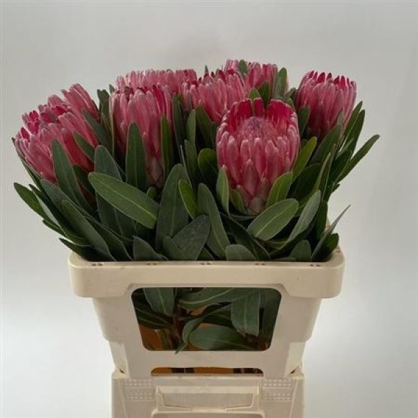 Protea Lancelot 60cm A1 Col-Red