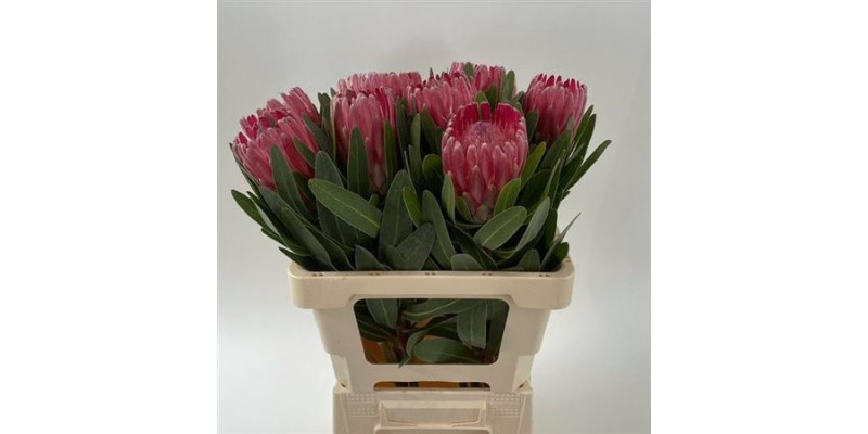 Protea Lancelot 60cm A1 Col-Red