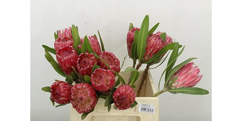 Protea Lancelot 40cm A1