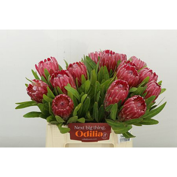 Protea Lancelot 40cm A1